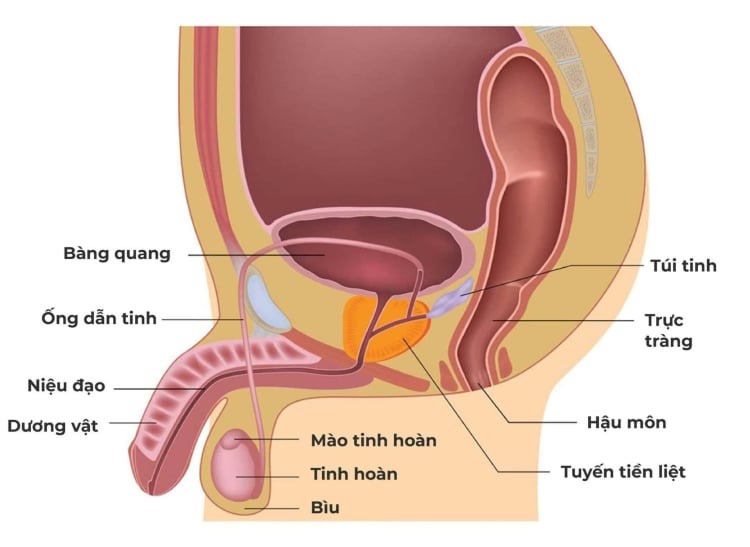 Bên Trong