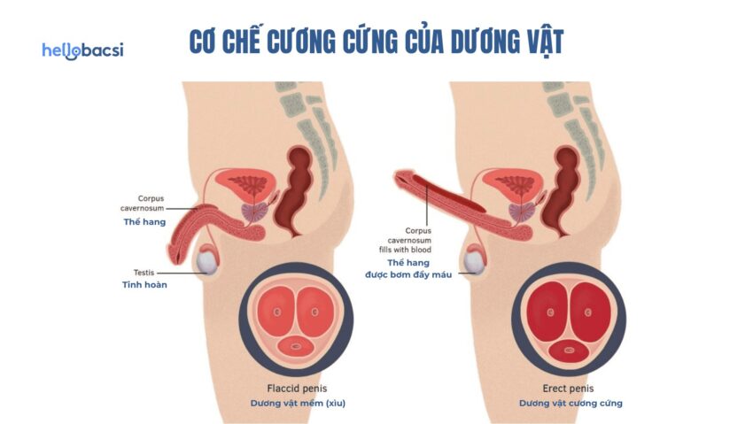 Cơ Chế Cương Dương