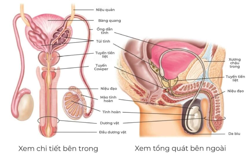 cấu tạo tinh hoàn
