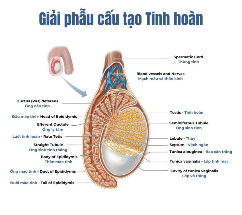 Chi Tiết Cấu Tạo Tinh Hoàn