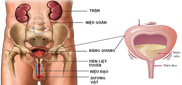 cơ vòng cổ bàng quang