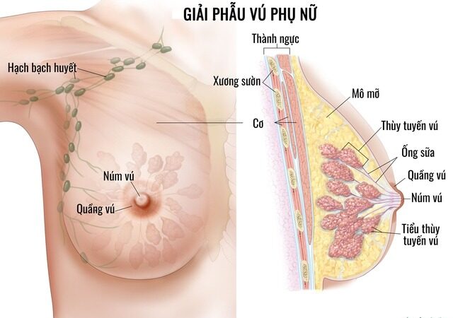 Nuôi Con Bằng Sữa Mẹ
