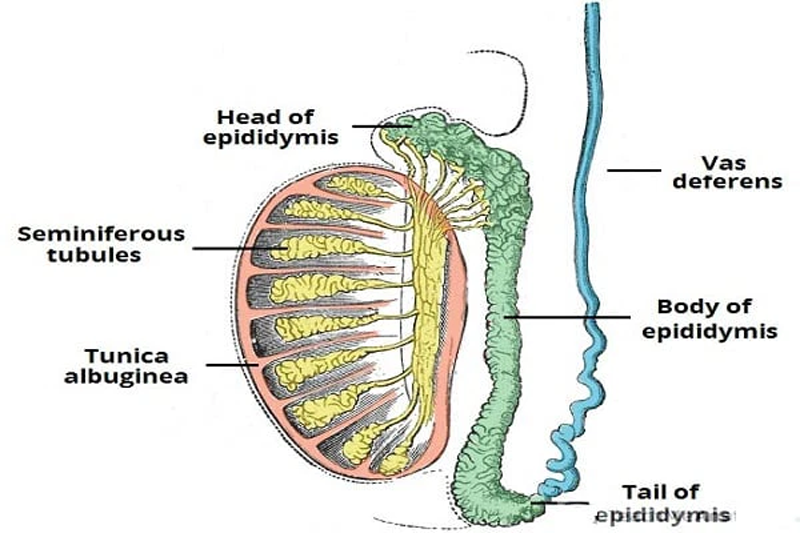 Mào tinh hoàn (Epididymis)