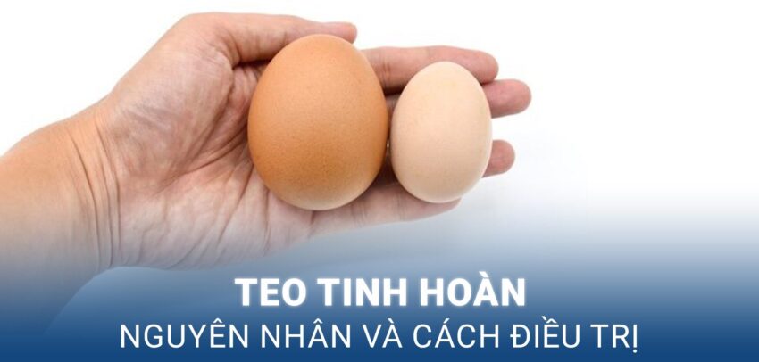 teo tinh hoàn là gì