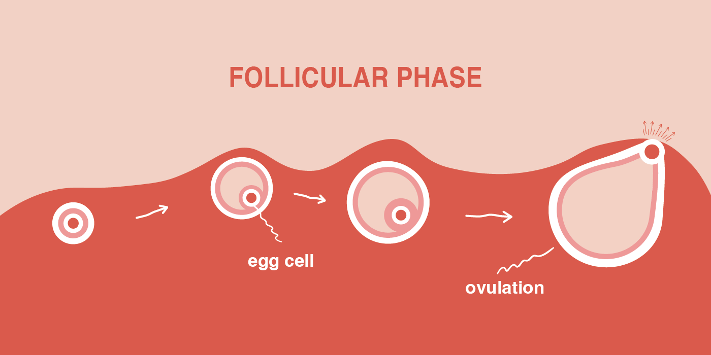 Một tháng phụ nữ rụng bao nhiêu trứng: Thông tin, Cơ chế, Số lượng và Yếu tố ảnh hưởng 4 Follicular Phase