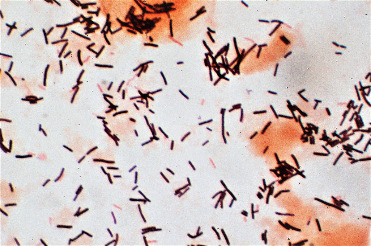 Lactobacillus