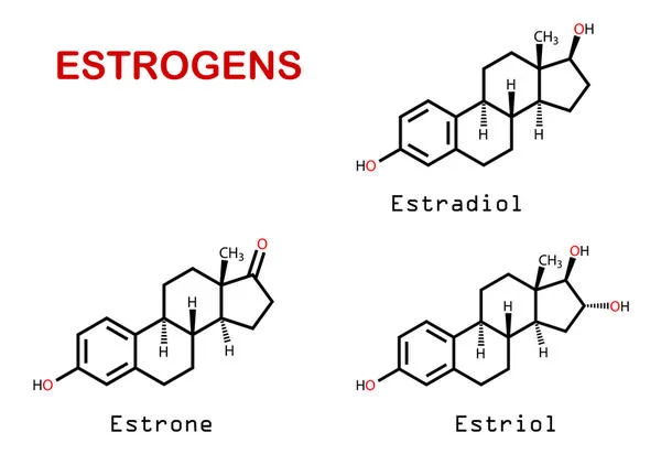 Các loại Estrogen