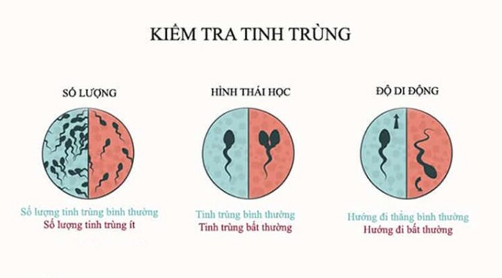 Dấu hiệu tinh trùng yếu: Định nghĩa, Nhận biết, Nguyên nhân và Cách cải thiện 6 Hiểu Đúng Về Tinh Trùng Yếu