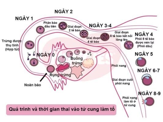 Chính Xác Thì Bao Lâu Thì Thai Vào Tử Cung