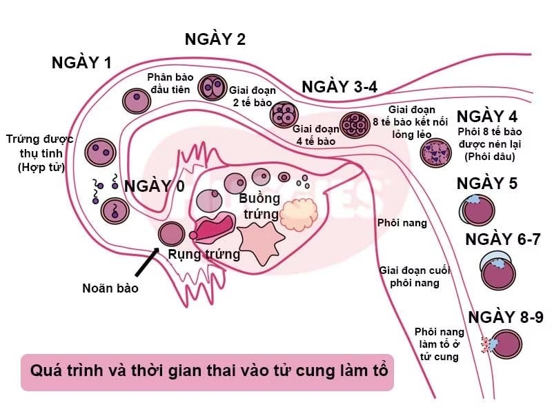 Chính Xác Thì Bao Lâu Thì Thai Vào Tử Cung