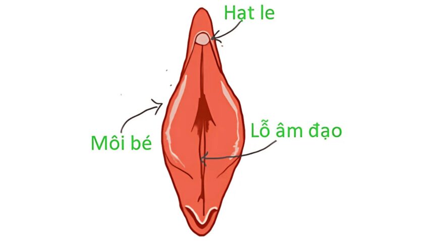cách kích thích hột le