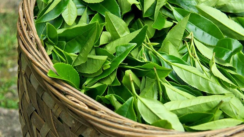 Rửa Nước Chè Xanh Cho Vùng Kín Có Tốt Không: Lợi Ích, Rủi Ro và Hướng Dẫn An Toàn 4 lá chè tươi