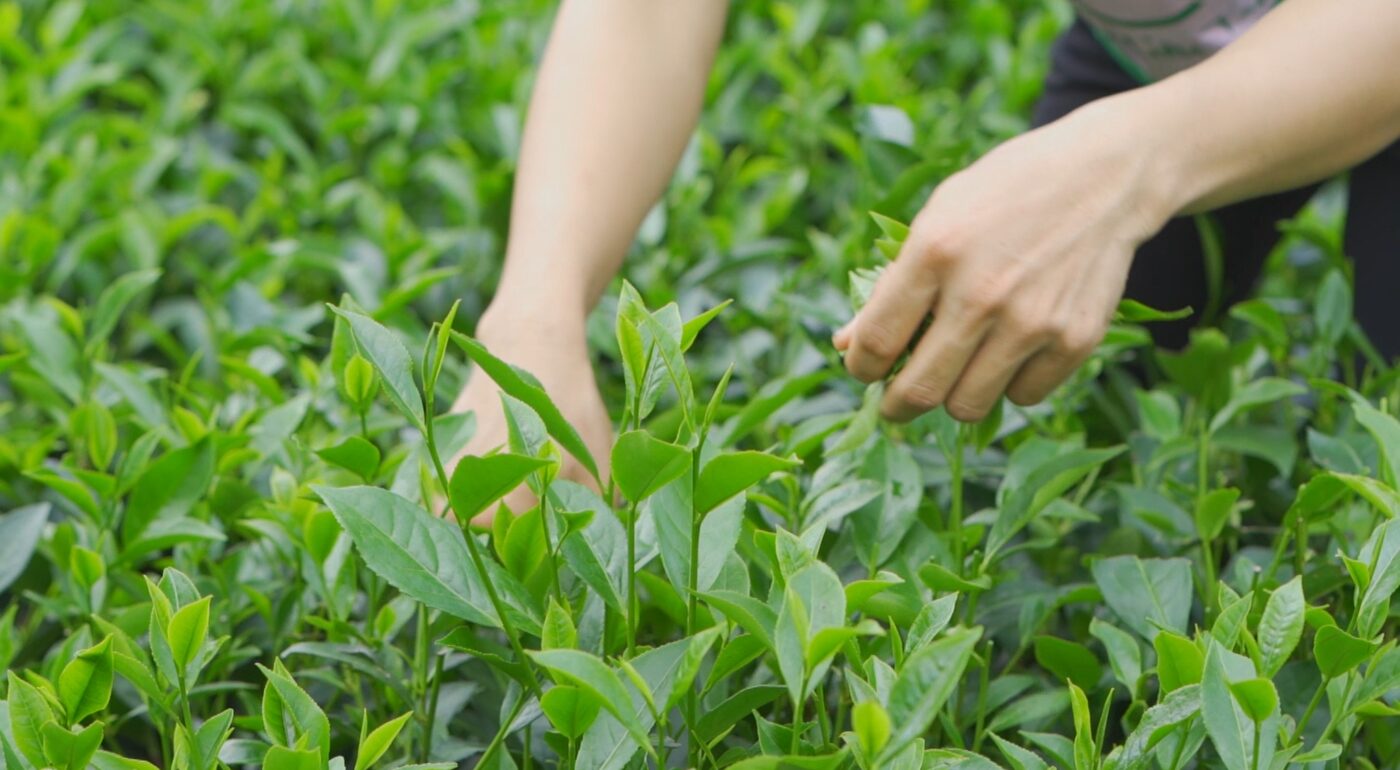Rửa Nước Chè Xanh Cho Vùng Kín Có Tốt Không: Lợi Ích, Rủi Ro và Hướng Dẫn An Toàn 3 Lá chè tươi