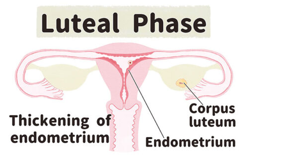 Luteal Phase