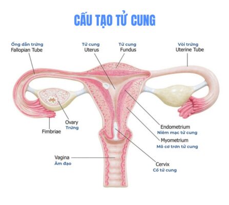 dày nội mạc tử cung