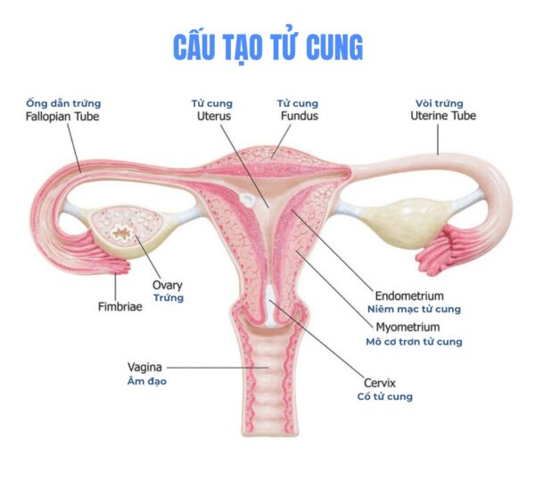 dày nội mạc tử cung