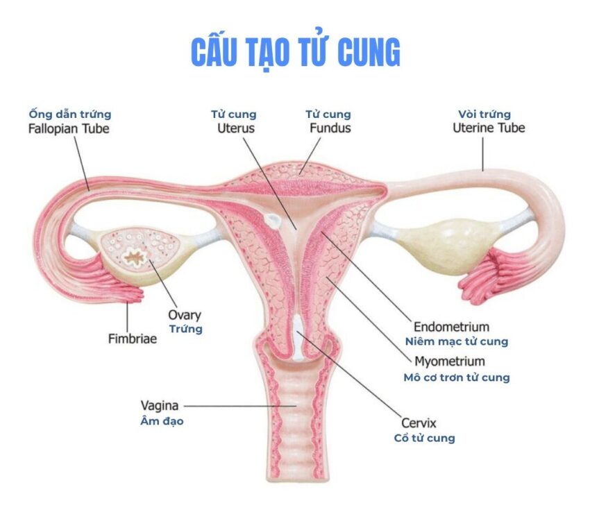 dày nội mạc tử cung