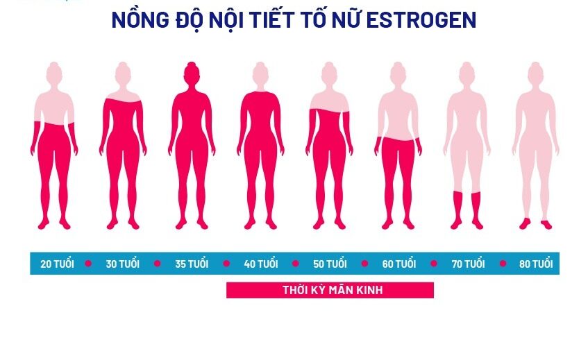 Hormone Qua Từng Giai Đoạn