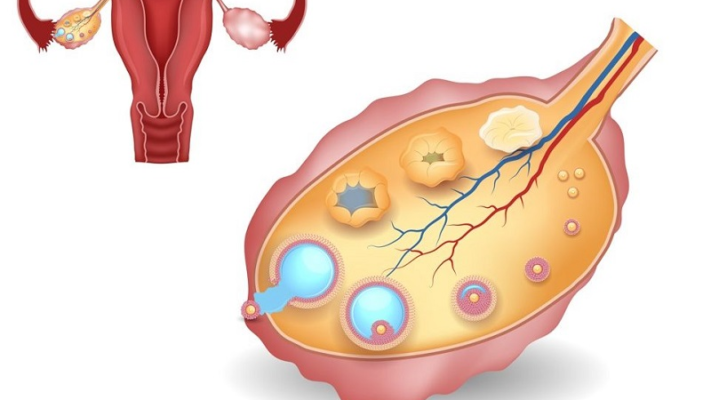 Quá trình rụng trứng: Thông tin, Các giai đoạn, Dấu hiệu và Cách tính chi tiết 74 Quá Trình Rụng Trứng