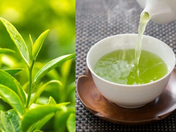 Rửa Nước Chè Xanh Cho Vùng Kín Có Tốt Không