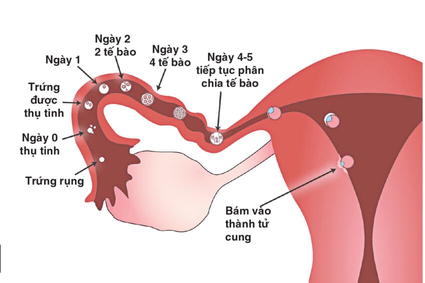 Mối Quan Hệ Khăng Khít