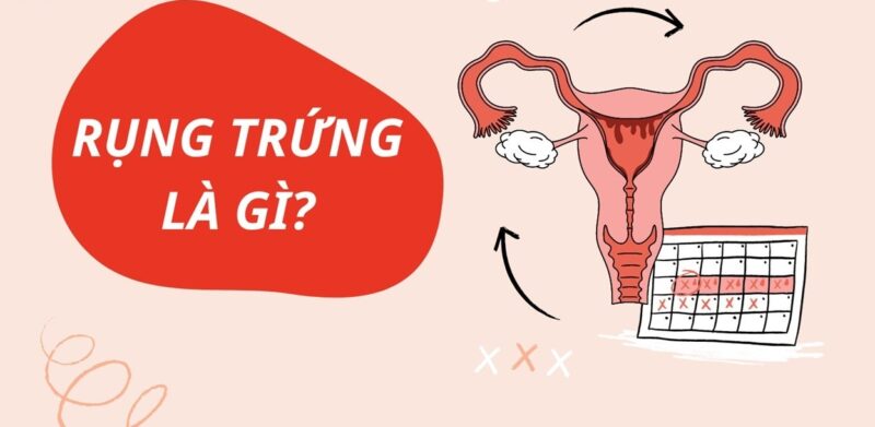 ngày rụng trứng là gì
