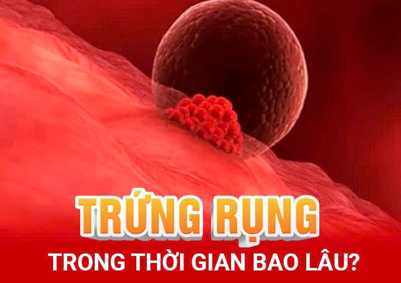 trứng sống được bao lâu sau khi rụng