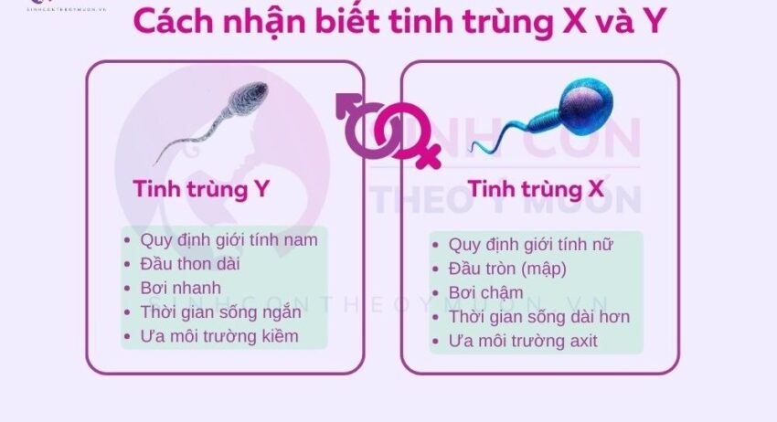 cách nhận biết tinh trùng X và Y