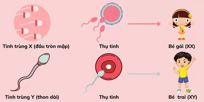 cách nhận biết tinh trùng X và Y