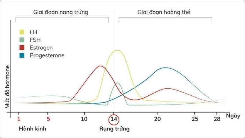 Tại sao trứng không rụng mà vẫn có kinh