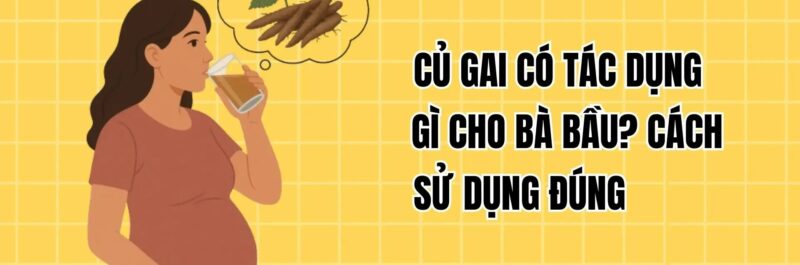 uống củ gai có ảnh hưởng đến thai nhi