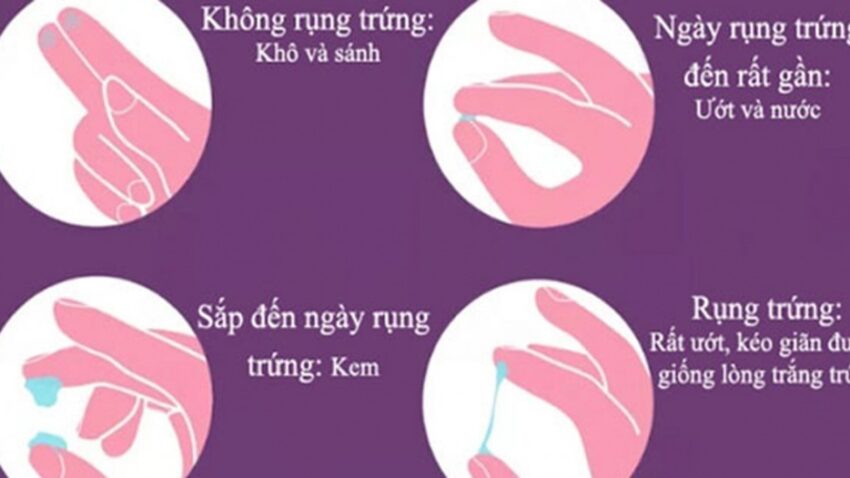 biểu hiện ngày rụng trứng