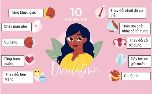 biểu hiện ngày rụng trứng