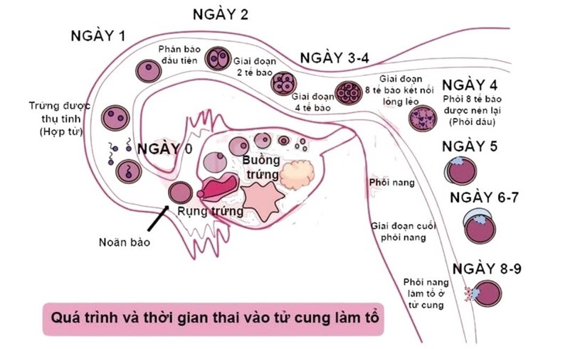 dấu hiệu tinh trùng gặp trứng ngày đầu tiên
