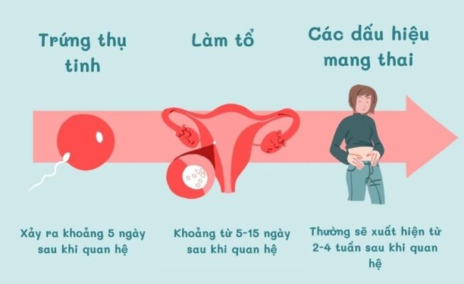 dấu hiệu tinh trùng gặp trứng ngày đầu tiên