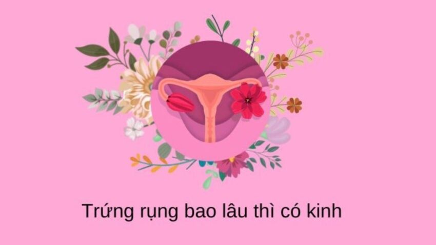 rụng trứng bao lâu thì có kinh
