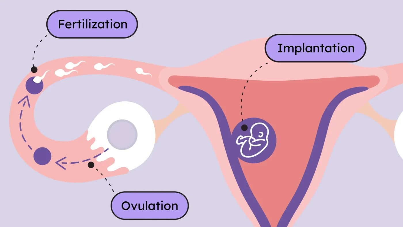 Thụ thai: Thông tin, Quá trình, Yếu tố ảnh hưởng và Các phương pháp hỗ trợ 3 Implantation