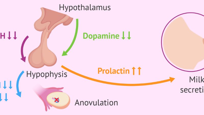 Hormone Prolactin