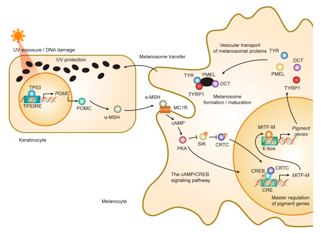 Sắc tố nữ: Thông tin, Nguyên nhân, Yếu tố ảnh hưởng và Cách cải thiện 2 melanogenesis