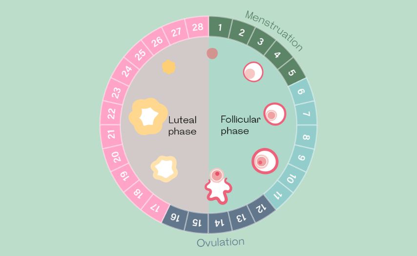 Quan hệ trước 3 ngày rụng trứng có thai không: Cơ chế, Tỷ lệ và Yếu tố ảnh hưởng 1 Quan hệ trước 3 ngày rụng trứng có thai không