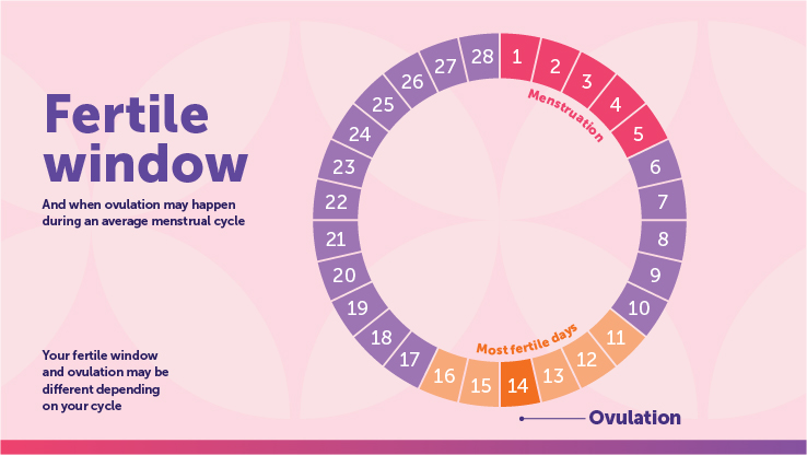 Fertile Window