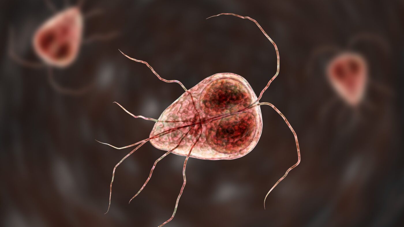 Cháo Lưỡi: Thông tin, Kỹ thuật, Lợi ích và Rủi ro An toàn 7 Giardia