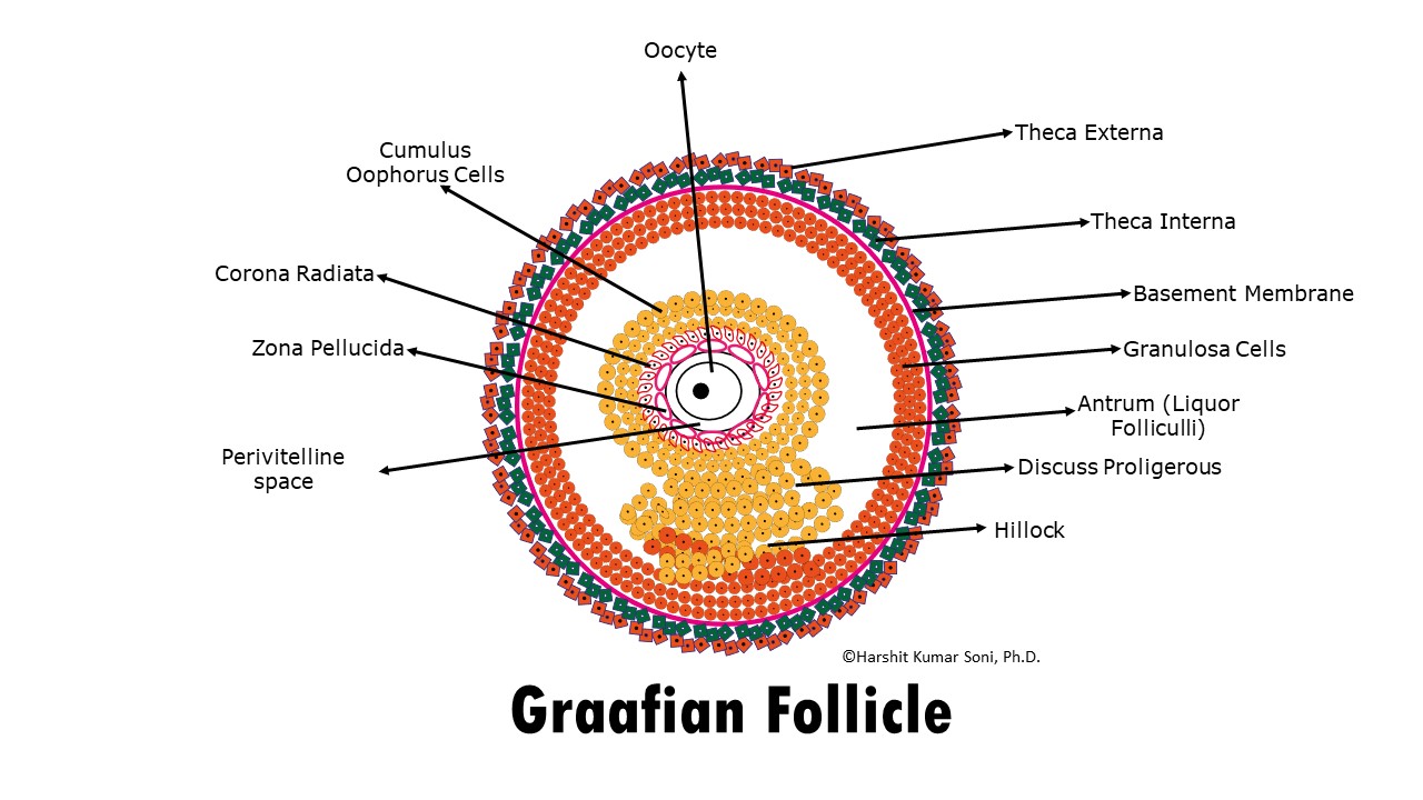 Nang trứng: Thông tin, Cấu trúc, Chức năng và Quá trình phát triển 3 Graafian Follicle