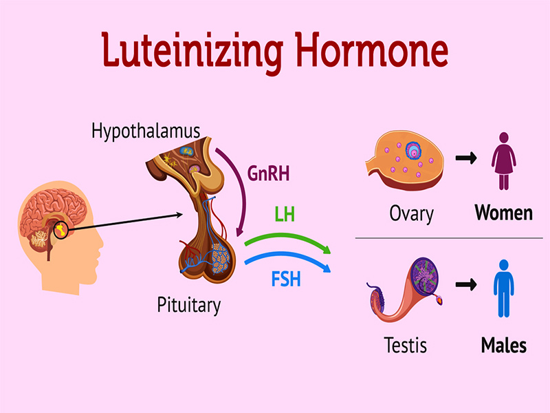 Hormone Luteinizing