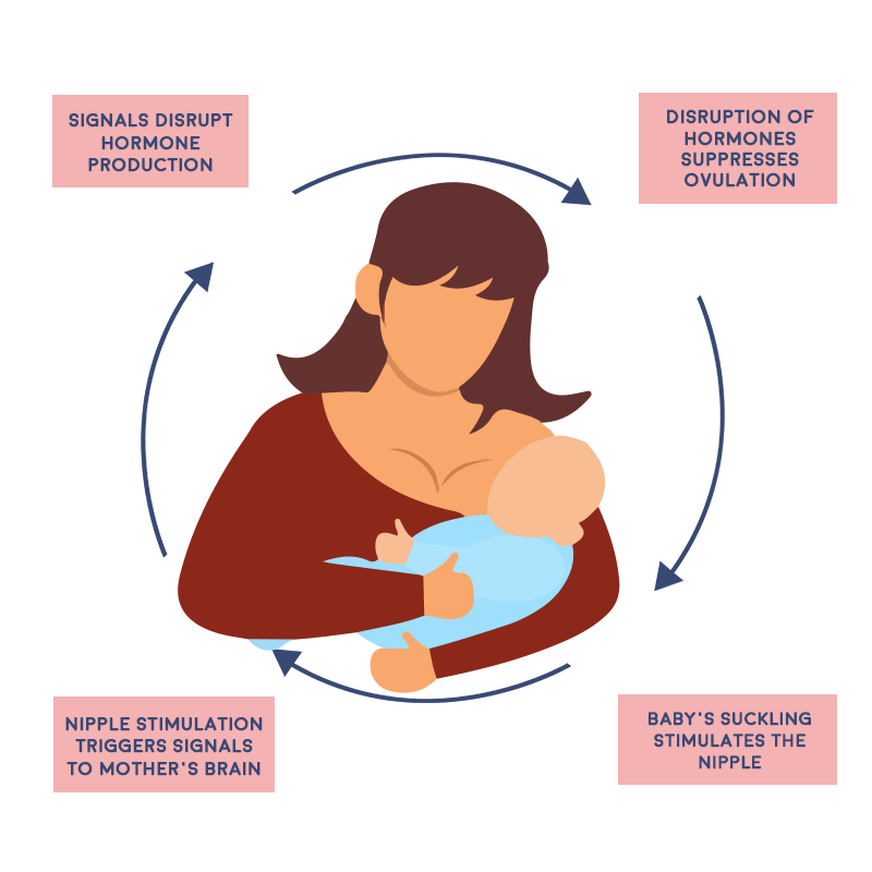 Thuốc tránh thai cho người cho con bú: Thông tin, Phân loại, Cơ chế và Lưu ý an toàn 12 LAM