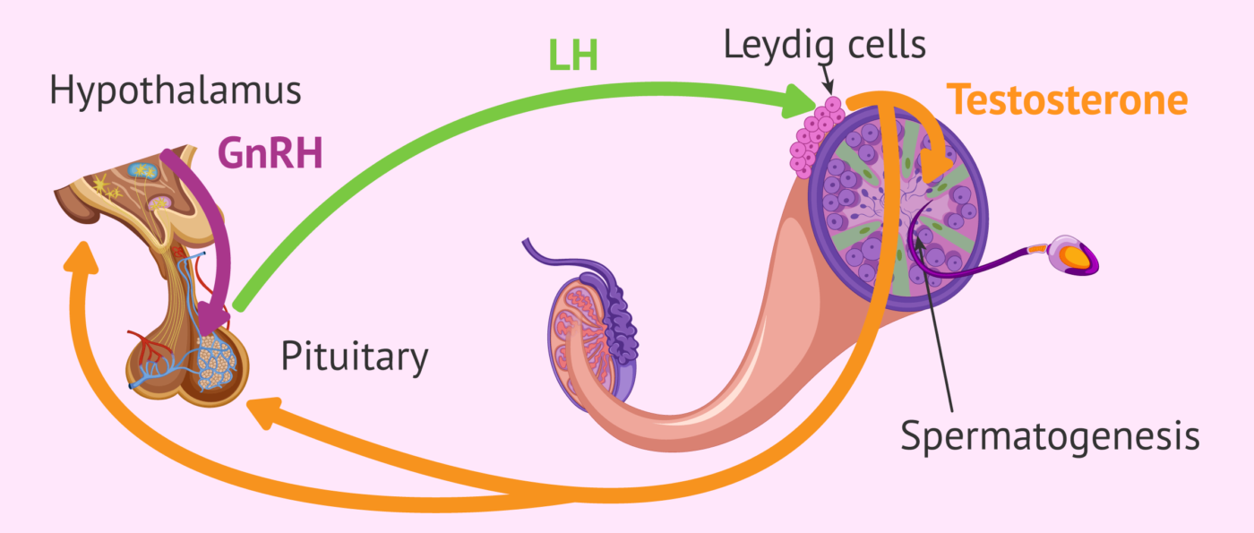 Luteinizing Hormone