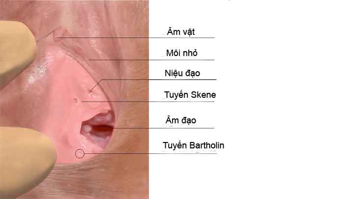 Con Gái Xuất Tinh: Thông tin Khoa học, Đặc điểm, Phân loại và Các Yếu tố Ảnh hưởng 4 Skene