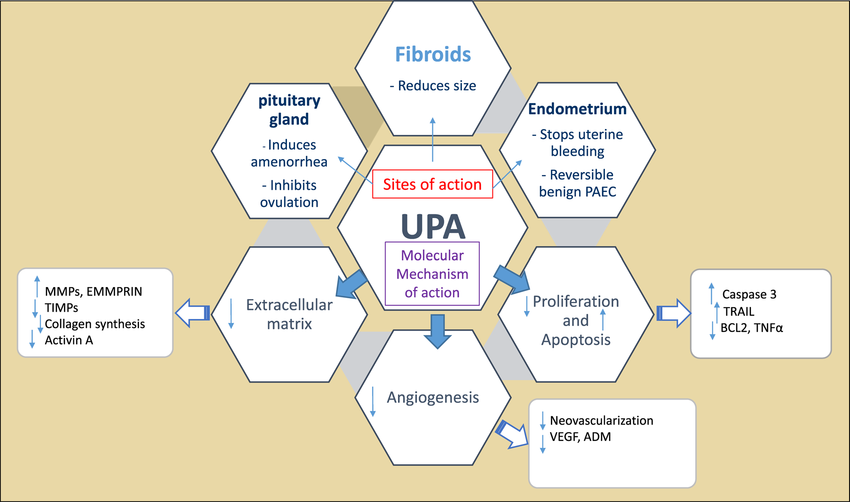 Ulipristal Acetate (UPA)