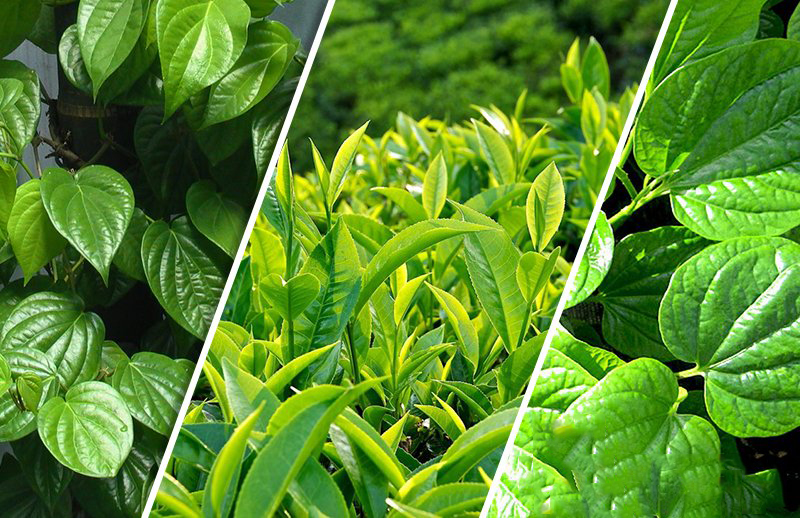 lá trầu với lá trà xanh