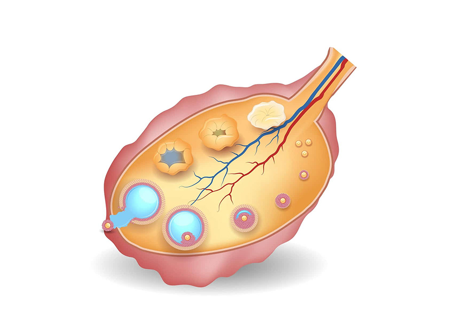 Nang trứng: Thông tin, Cấu trúc, Chức năng và Quá trình phát triển 1 nang trứng